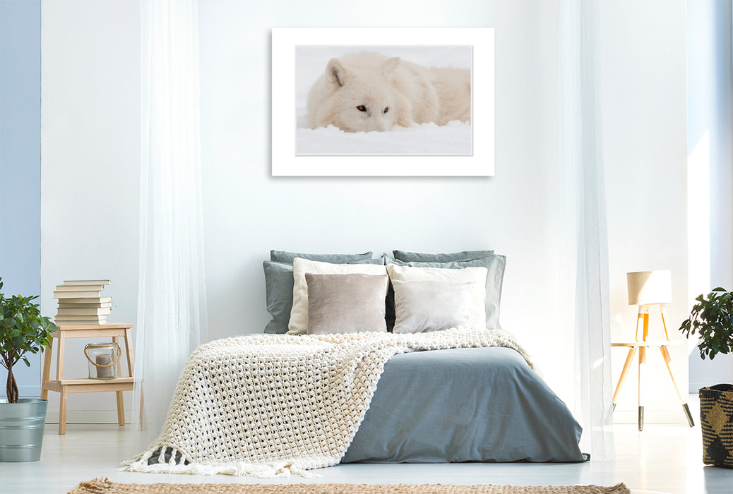 Premium Textil-Leinwand Premium Textil-Leinwand 120 cm x 80 cm quer Ein Motiv aus dem Kalender Emotionale Momente: Polarwölfe. / CH-Version