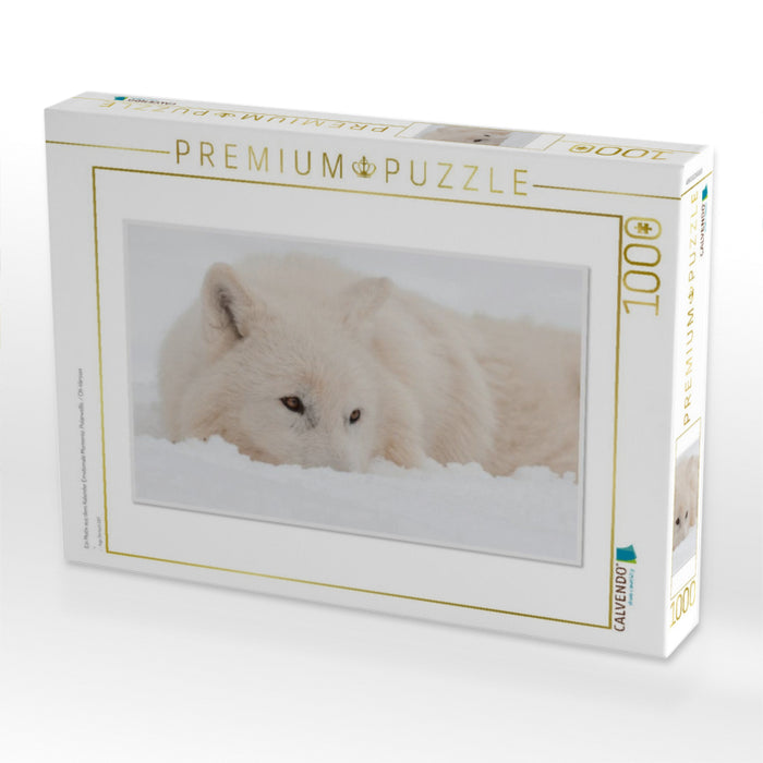 Ein Motiv aus dem Kalender Emotionale Momente: Polarwölfe. / CH-Version - CALVENDO Foto-Puzzle'