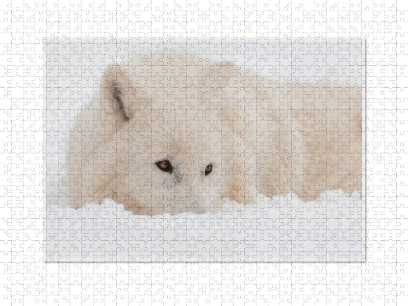 Ein Motiv aus dem Kalender Emotionale Momente: Polarwölfe. / CH-Version - CALVENDO Foto-Puzzle'