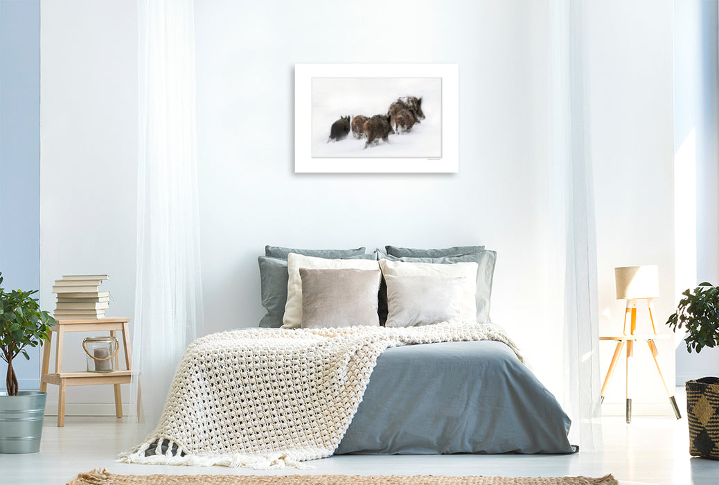 Premium Textil-Leinwand Premium Textil-Leinwand 120 cm x 80 cm quer Ein Motiv aus dem Kalender Emotionale Momente: Das Wildschwein. / CH-Version