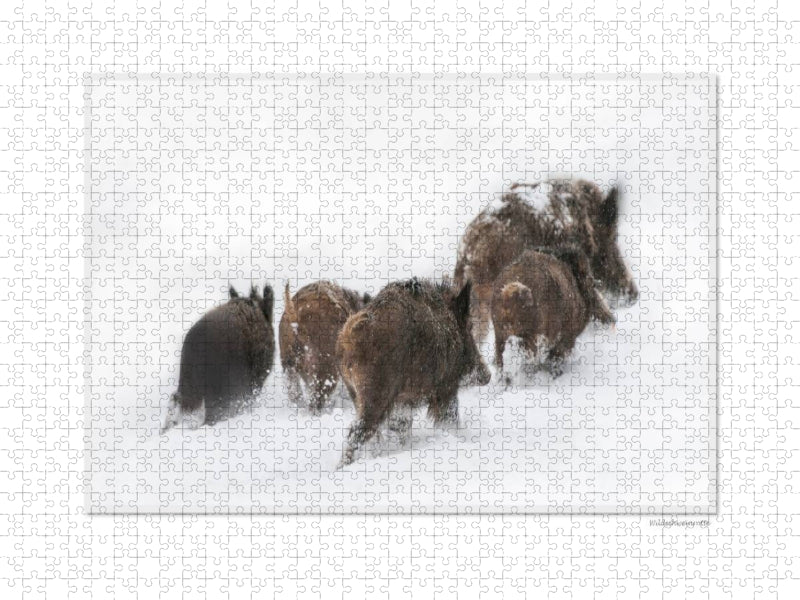 Ein Motiv aus dem Kalender Emotionale Momente: Das Wildschwein. / CH-Version - CALVENDO Foto-Puzzle'