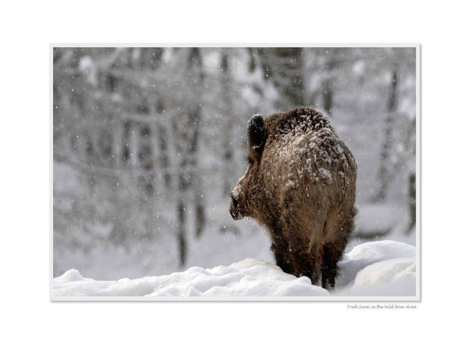 Ein Motiv aus dem Kalender Emotional Moment: Die Eber. UK-Version - CALVENDO Foto-Puzzle'