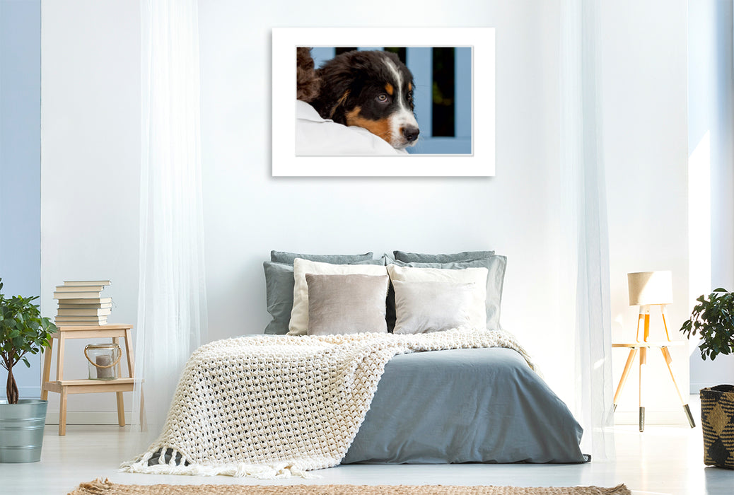 Premium Textil-Leinwand Premium Textil-Leinwand 120 cm x 80 cm quer Ein Motiv aus dem Kalender Emotionale Momente: Berner Sennenhund. / CH-Version