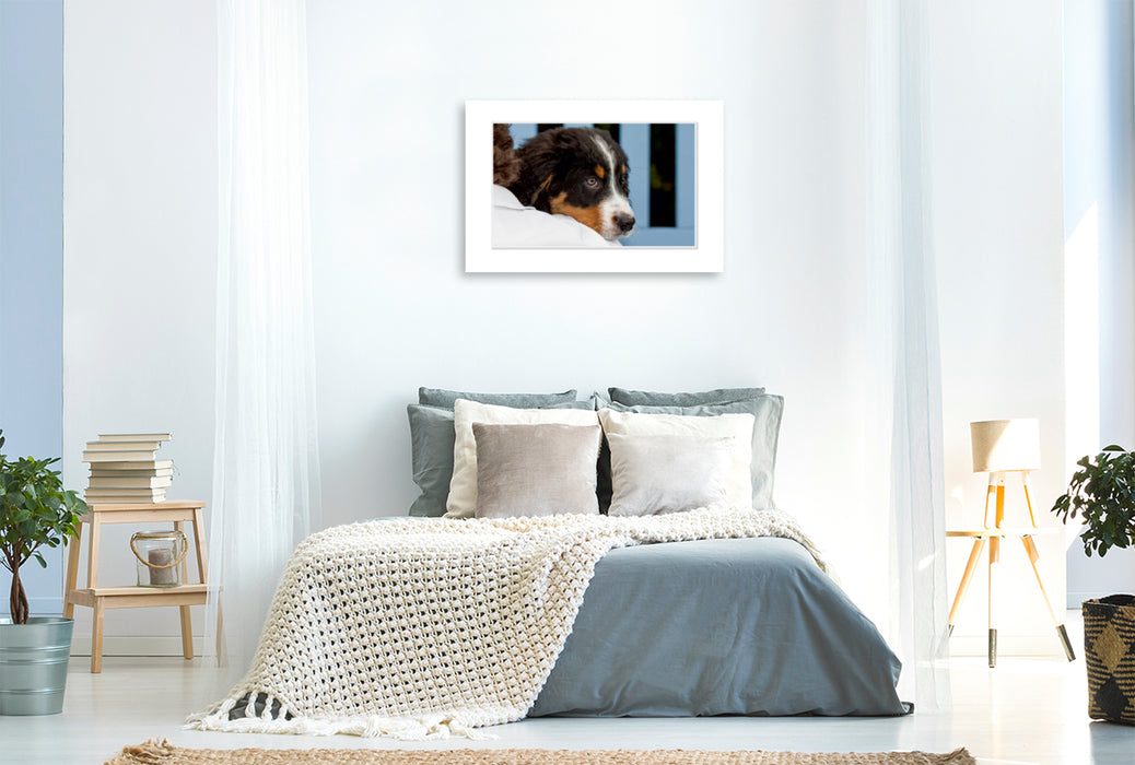 Premium Textil-Leinwand Premium Textil-Leinwand 120 cm x 80 cm quer Ein Motiv aus dem Kalender Emotionale Momente: Berner Sennenhund. / CH-Version