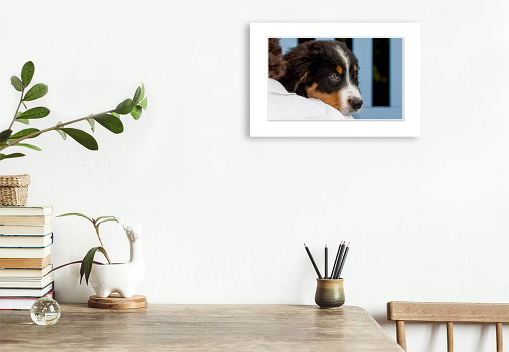 Premium Textil-Leinwand Premium Textil-Leinwand 120 cm x 80 cm quer Ein Motiv aus dem Kalender Emotionale Momente: Berner Sennenhund. / CH-Version
