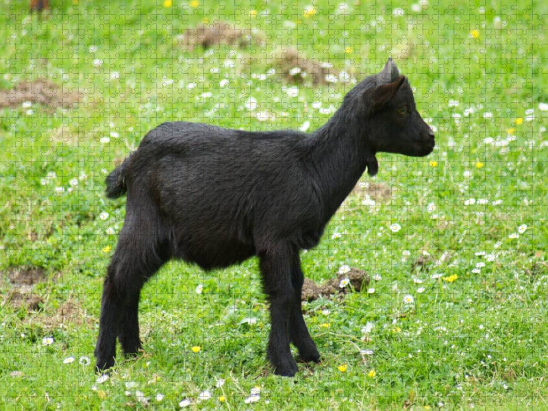 Schwarzes Zwergziegen Baby - CALVENDO Foto-Puzzle'