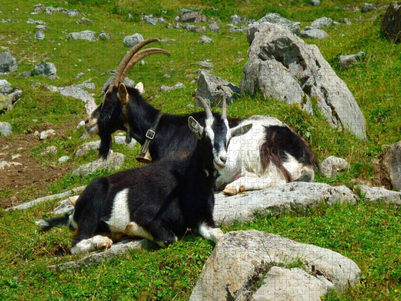 Ziegen in den Schweizer Alpen - CALVENDO Foto-Puzzle'