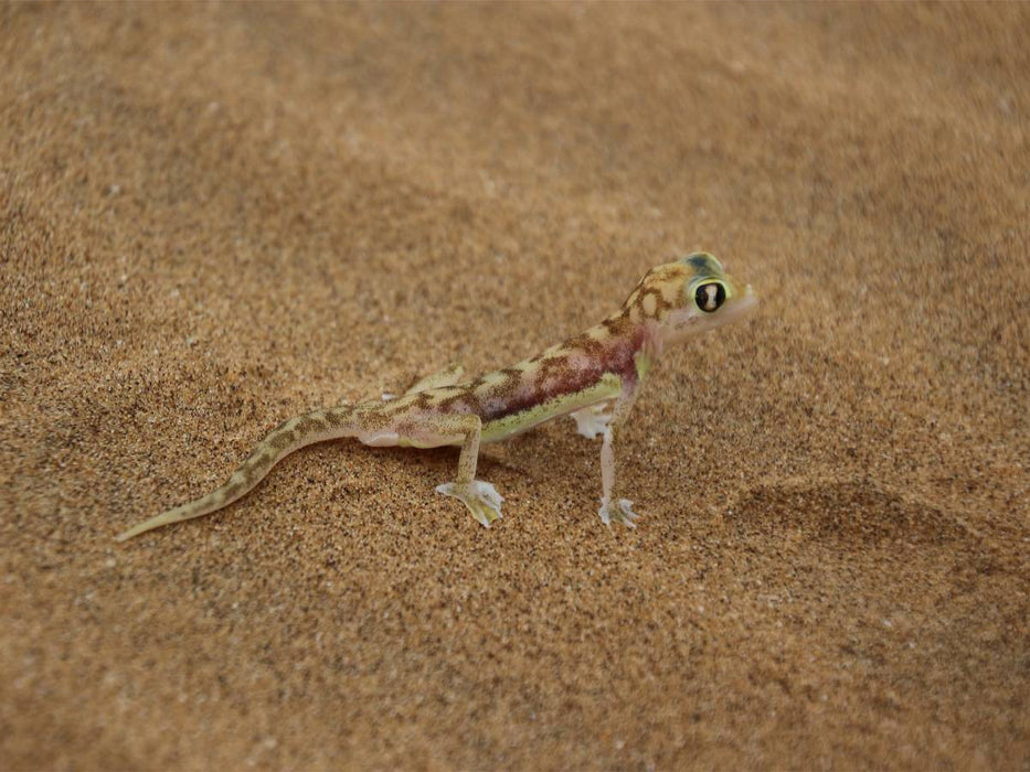 Wüstengecko - CALVENDO Foto-Puzzle'