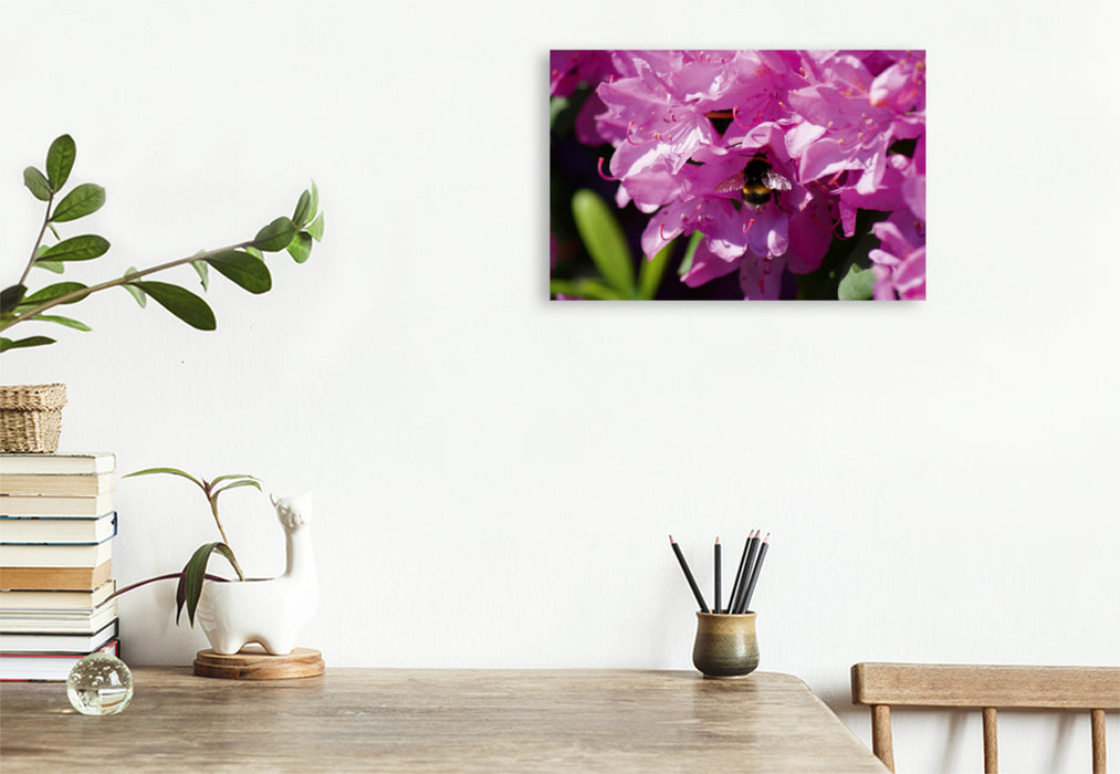 Toile textile premium Toile textile premium 120 cm x 80 cm paysage bourdon en fleur de rhododendron rose 