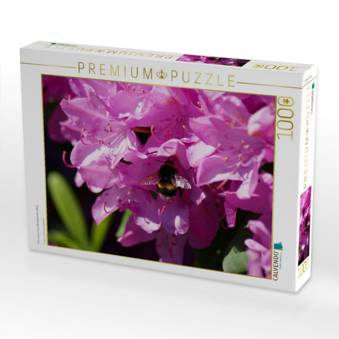 Hummel in rosa Rhododendron Blüte - CALVENDO Foto-Puzzle'