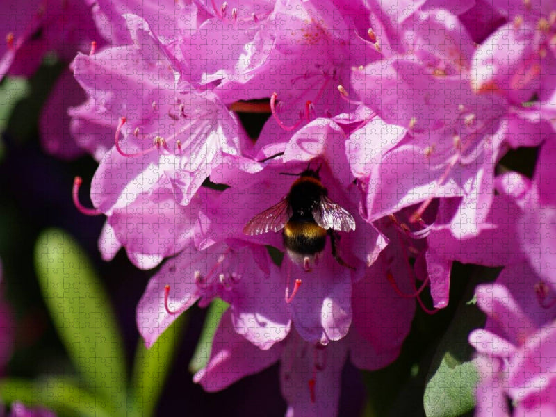 Hummel in rosa Rhododendron Blüte - CALVENDO Foto-Puzzle'