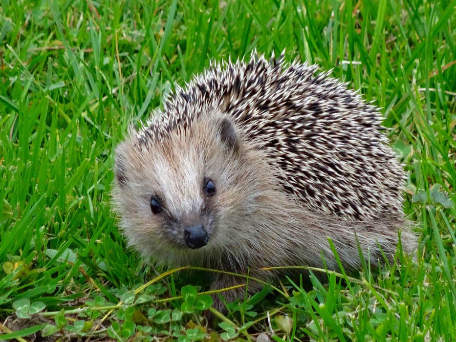 Igel - CALVENDO Foto-Puzzle'