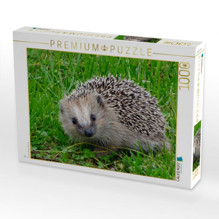 Igel - CALVENDO Foto-Puzzle'