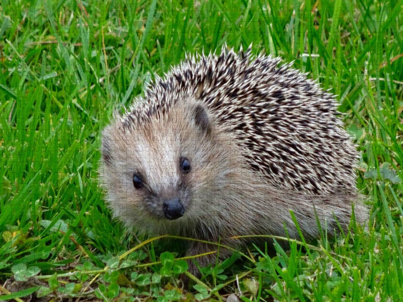 Igel - CALVENDO Foto-Puzzle'