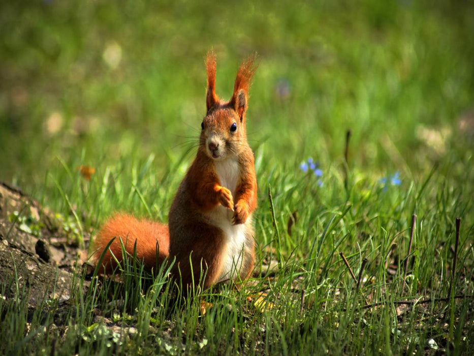 Rotes Eichhörnchen - CALVENDO Foto-Puzzle'