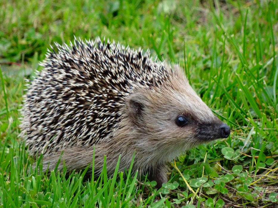 Igel auf der Wiese - CALVENDO Foto-Puzzle'