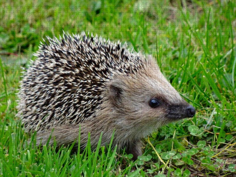 Igel auf der Wiese - CALVENDO Foto-Puzzle'
