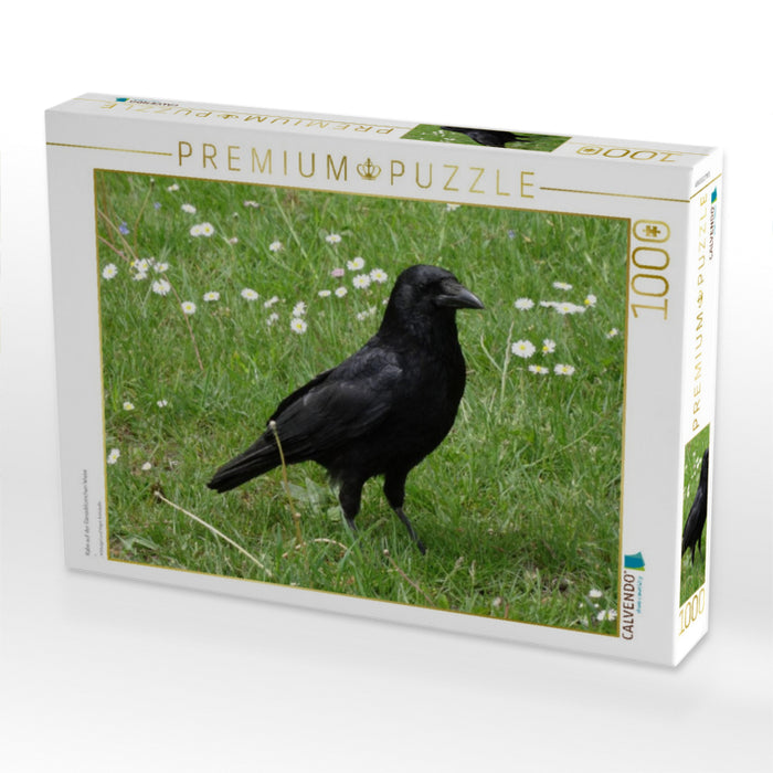 Rabe auf der Gänseblümchen Wiese - CALVENDO Foto-Puzzle'