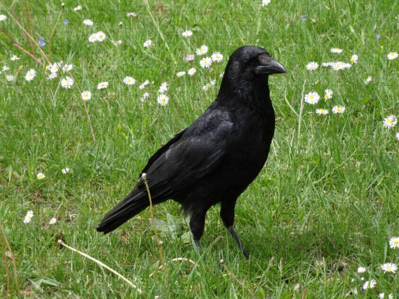 Rabe auf der Gänseblümchen Wiese - CALVENDO Foto-Puzzle'