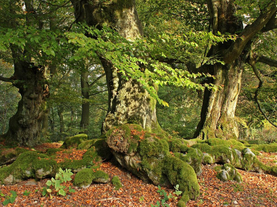 Uralte Hutebuchen im Halloh - CALVENDO Foto-Puzzle'