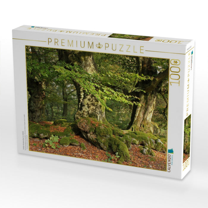 Uralte Hutebuchen im Halloh - CALVENDO Foto-Puzzle'