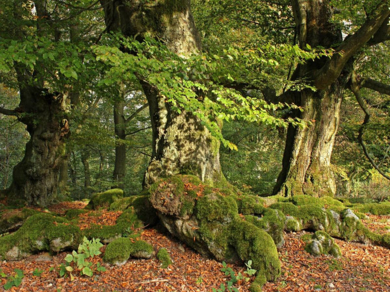 Uralte Hutebuchen im Halloh - CALVENDO Foto-Puzzle'