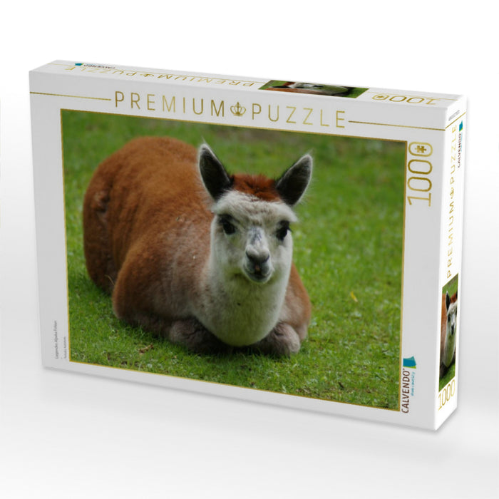 Liegendes Alpaka Fohlen - CALVENDO Foto-Puzzle'