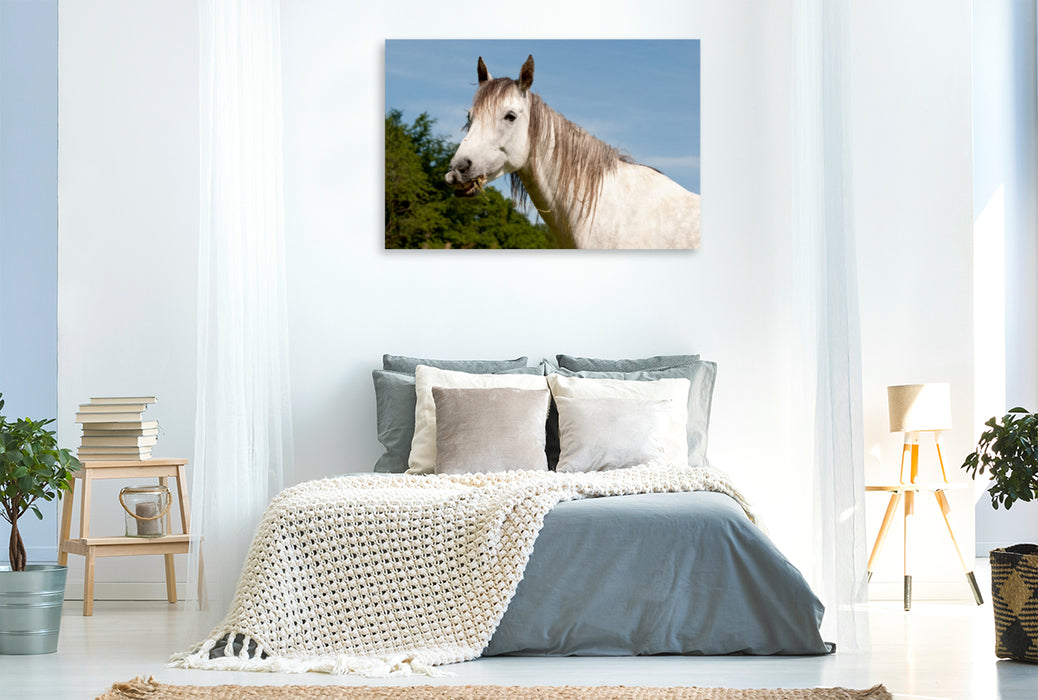 Premium Textil-Leinwand Premium Textil-Leinwand 120 cm x 80 cm quer Ein Motiv aus dem Kalender Lustiger Schimmel - ein Pferd mit Humor