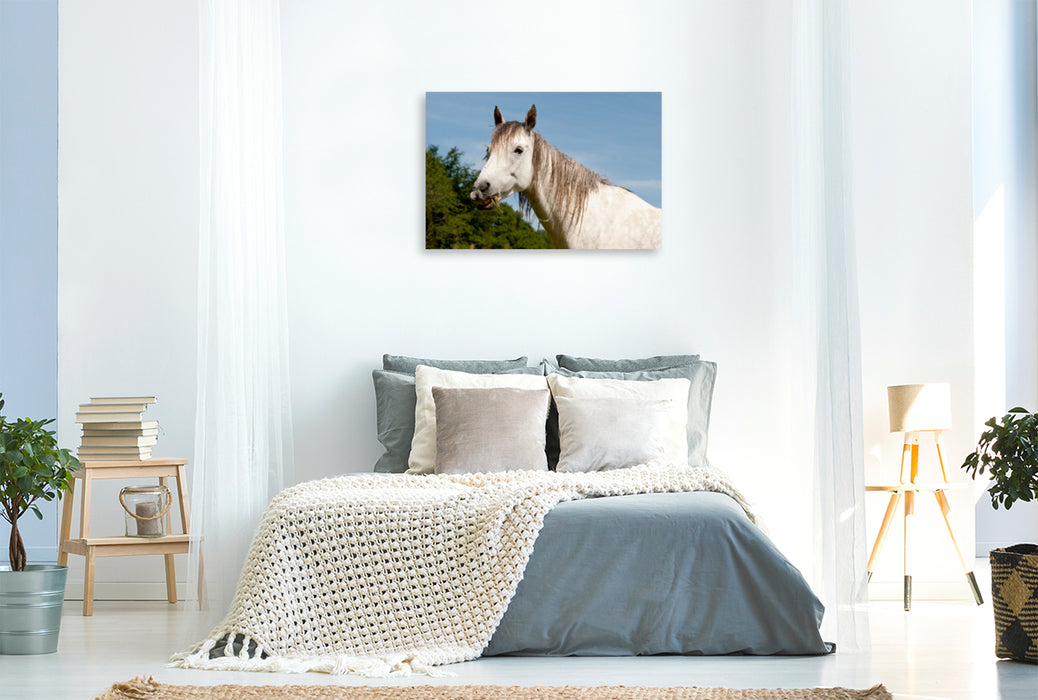Premium Textil-Leinwand Premium Textil-Leinwand 120 cm x 80 cm quer Ein Motiv aus dem Kalender Lustiger Schimmel - ein Pferd mit Humor