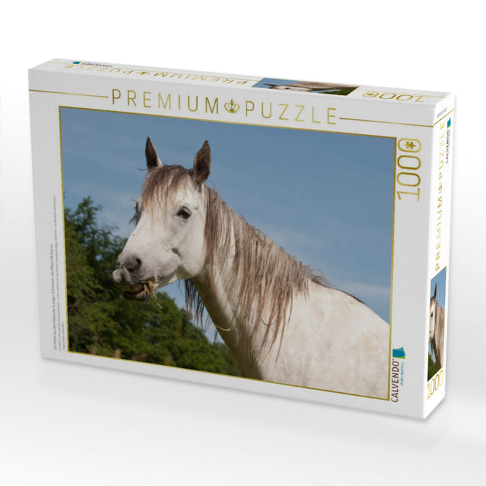 Ein Motiv aus dem Kalender Lustiger Schimmel - ein Pferd mit Humor - CALVENDO Foto-Puzzle'