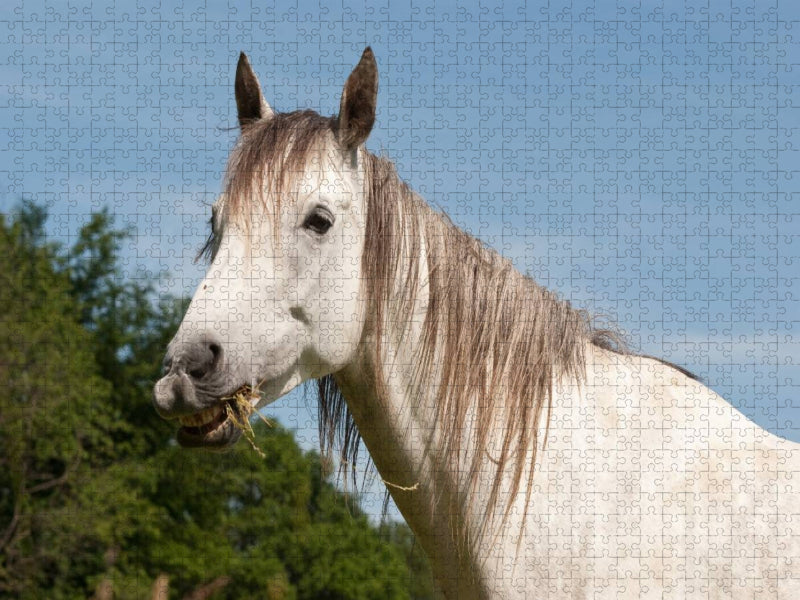 Ein Motiv aus dem Kalender Lustiger Schimmel - ein Pferd mit Humor - CALVENDO Foto-Puzzle'