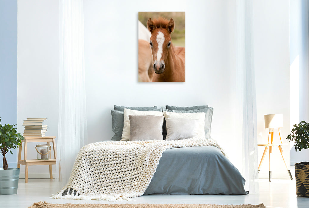 Premium Textil-Leinwand Premium Textil-Leinwand 80 cm x 120 cm  hoch Camargue Pferd Fohlen