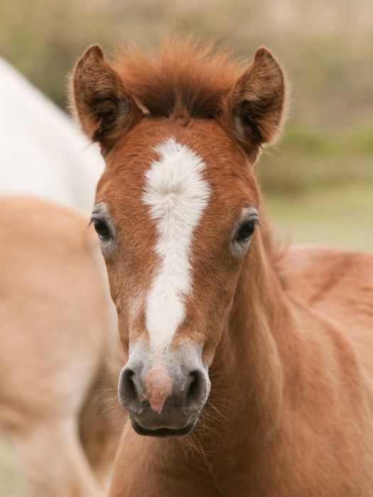 Camargue Pferd Fohlen - CALVENDO Foto-Puzzle'
