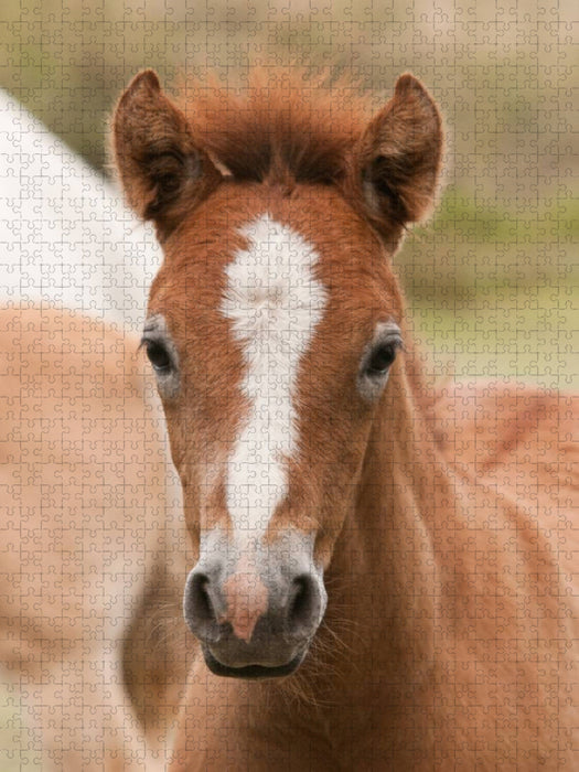 Camargue Pferd Fohlen - CALVENDO Foto-Puzzle'