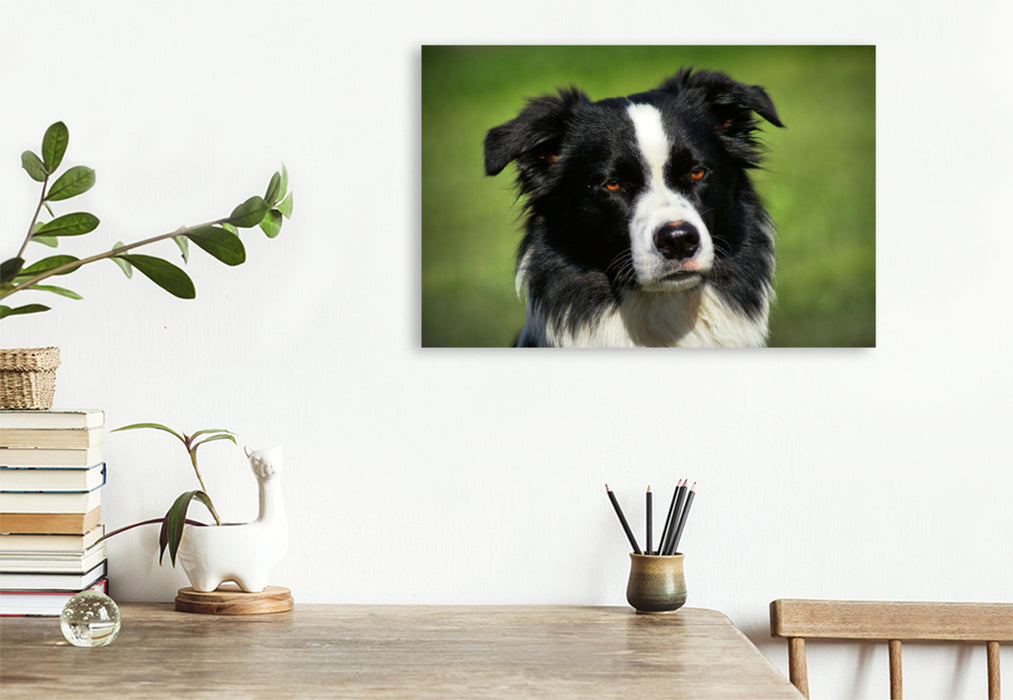 Premium Textil-Leinwand Premium Textil-Leinwand 90 cm x 60 cm quer Border Collie