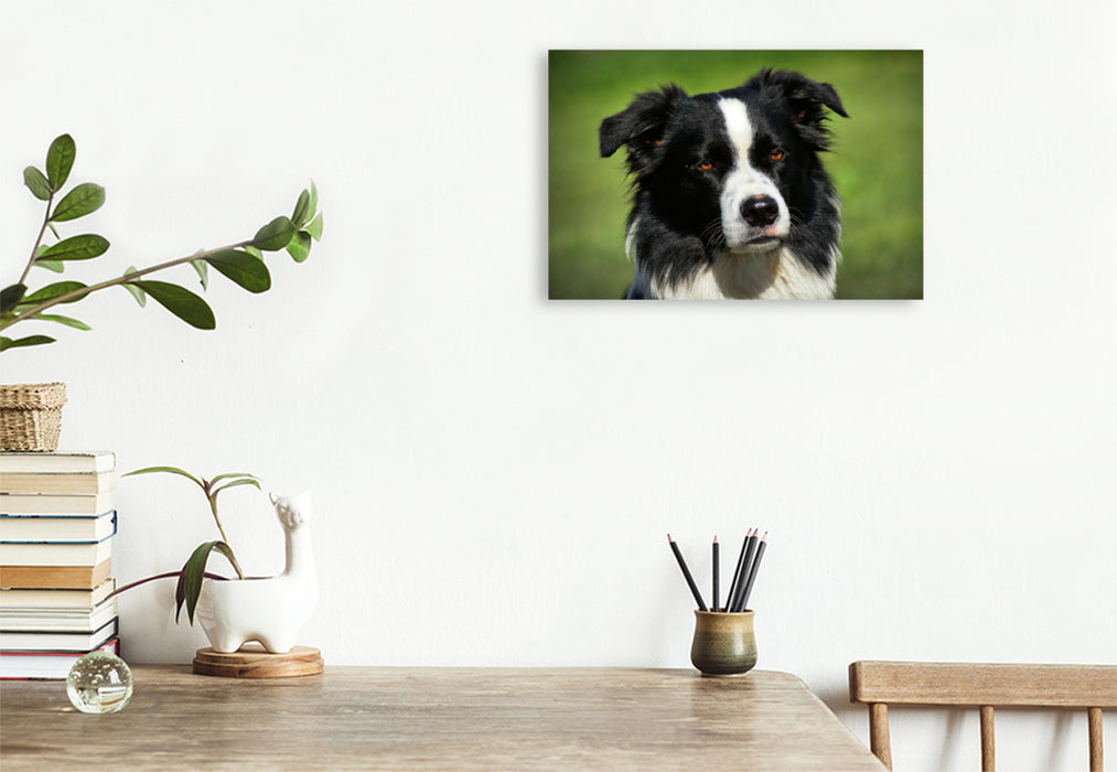 Premium Textil-Leinwand Premium Textil-Leinwand 90 cm x 60 cm quer Border Collie