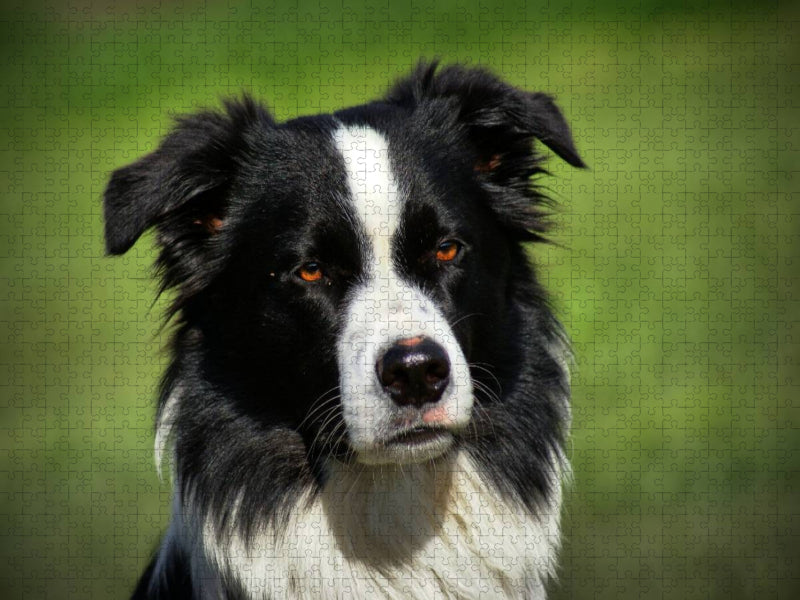 Border Collie - CALVENDO Foto-Puzzle'