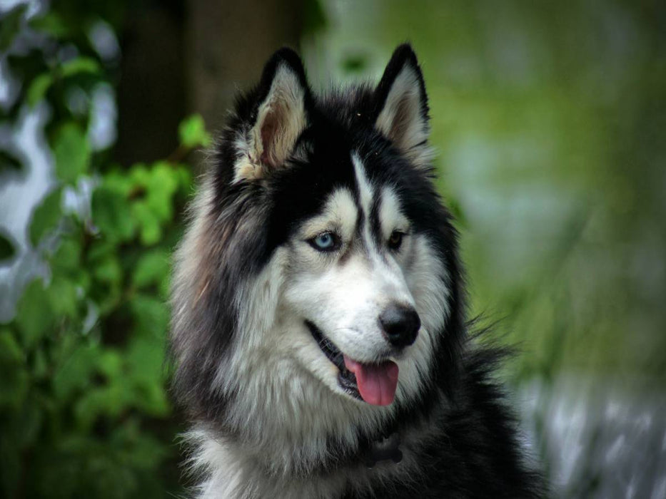 Husky - CALVENDO Foto-Puzzle'