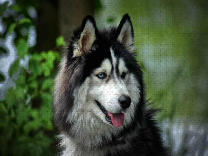 Husky - CALVENDO Foto-Puzzle'