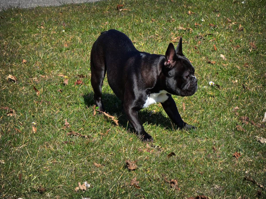 Spielende Französische Bulldogge - CALVENDO Foto-Puzzle'