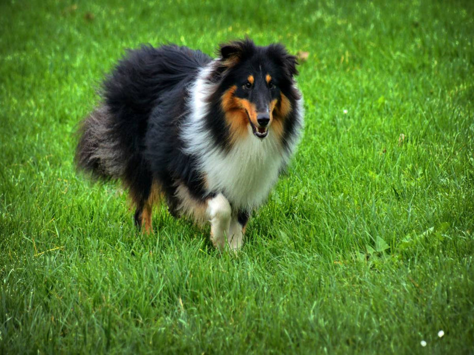 Langhaar Collie tricolor - CALVENDO Foto-Puzzle'