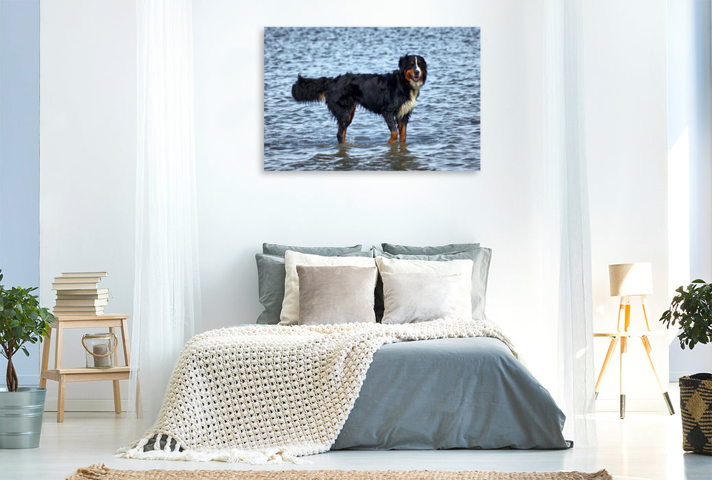 Premium Textil-Leinwand Premium Textil-Leinwand 120 cm x 80 cm quer Berner Sennenhund in der Nordsee