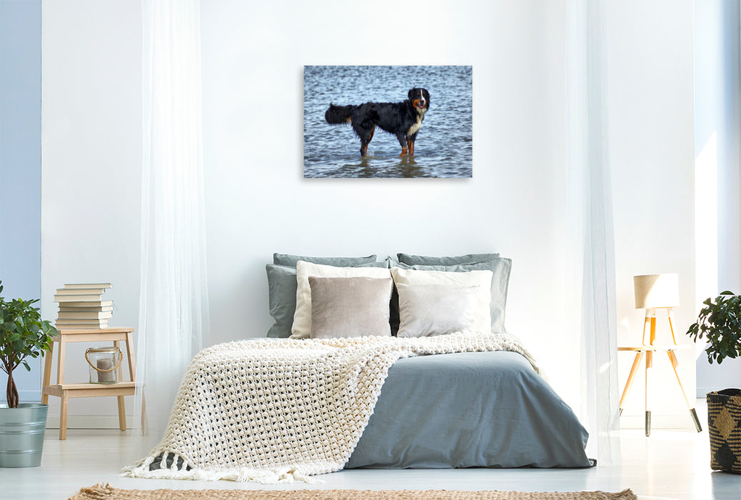 Premium Textil-Leinwand Premium Textil-Leinwand 120 cm x 80 cm quer Berner Sennenhund in der Nordsee