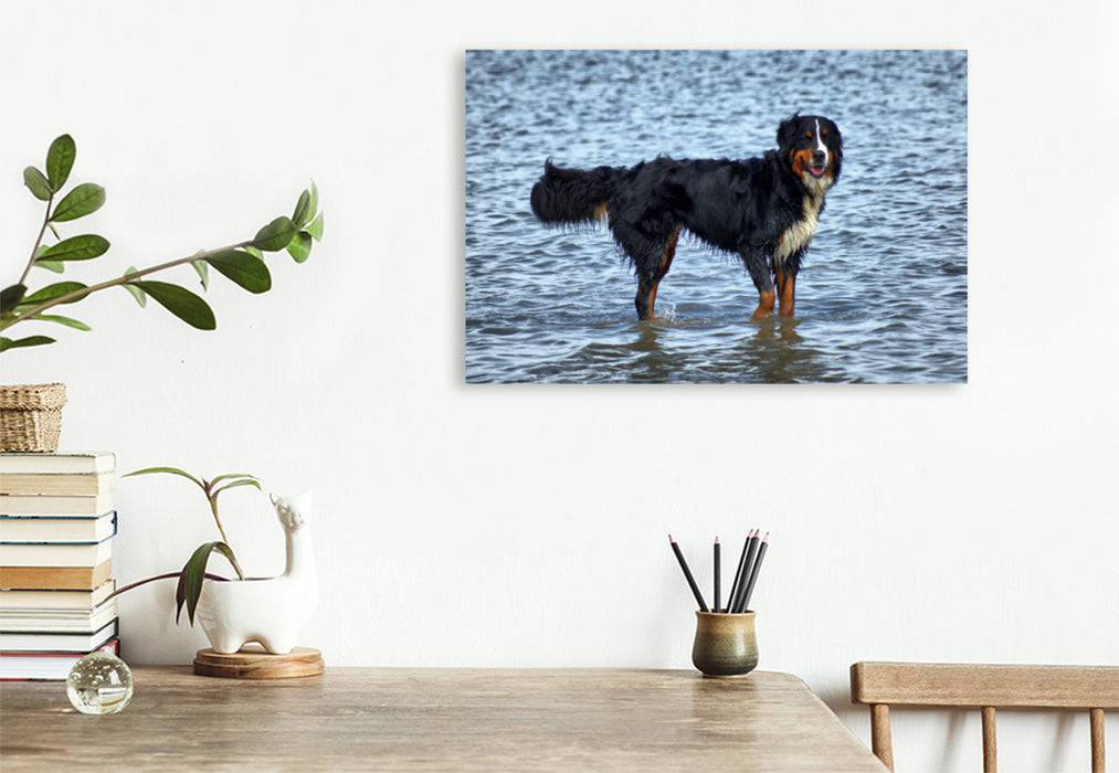 Premium Textil-Leinwand Premium Textil-Leinwand 120 cm x 80 cm quer Berner Sennenhund in der Nordsee