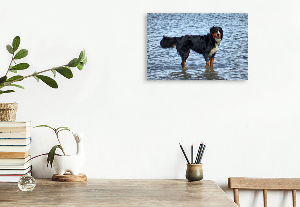 Premium Textil-Leinwand Premium Textil-Leinwand 120 cm x 80 cm quer Berner Sennenhund in der Nordsee