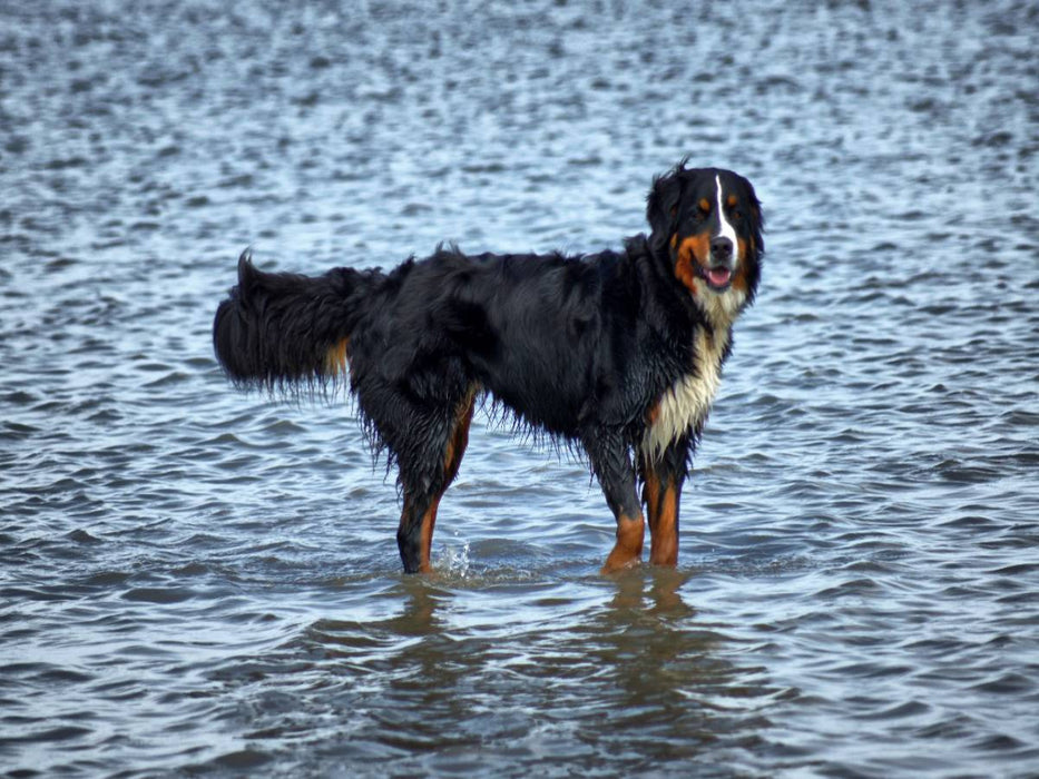 Berner Sennenhund in der Nordsee - CALVENDO Foto-Puzzle'