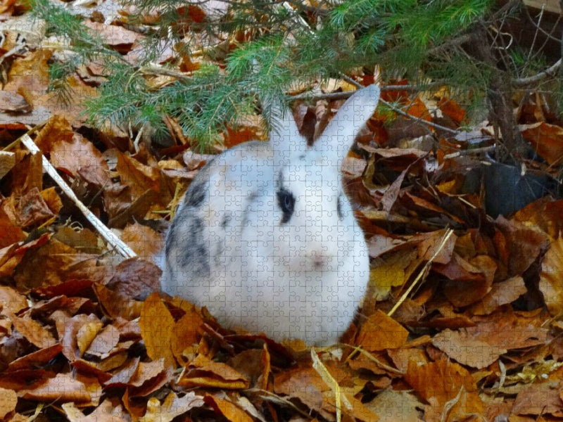Kaninchen im Herbstlaub - CALVENDO Foto-Puzzle'
