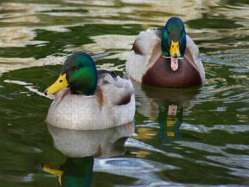 Stockenten Erpel - CALVENDO Foto-Puzzle'