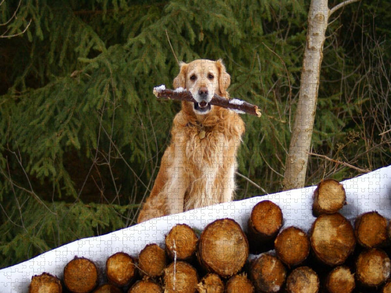 Golden Retriever im Winter - CALVENDO Foto-Puzzle'