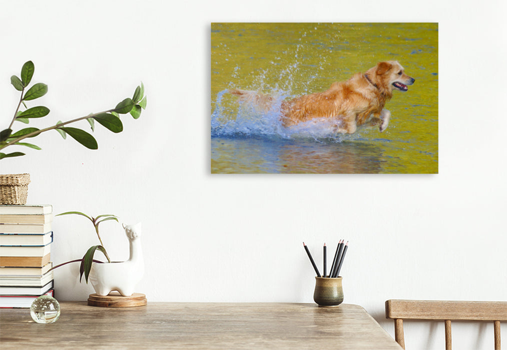 Premium Textil-Leinwand Premium Textil-Leinwand 75 cm x 50 cm quer Golden Retriever im goldenen Wasser